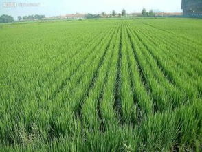 稻田流转,适合种植水稻的土地转让,出租,承包价格信息,交易平台 土流网